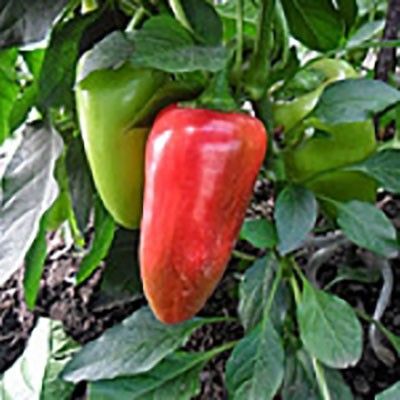 Семена перца сладкого Фанат F1 (среднеранний) Тип Капия, (500 сем.) Lark Seeds